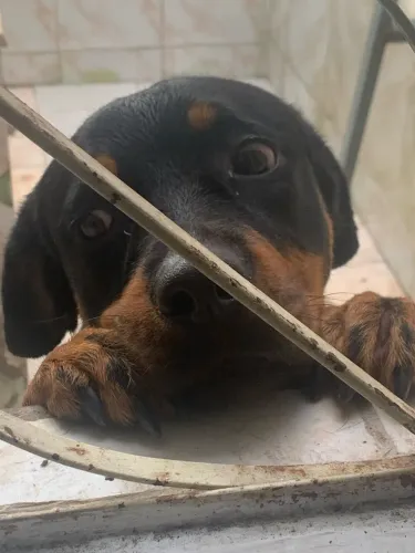 Cão 
