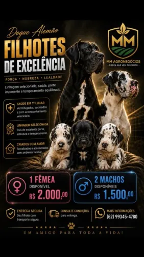 Filhotes de Dogue alemão 