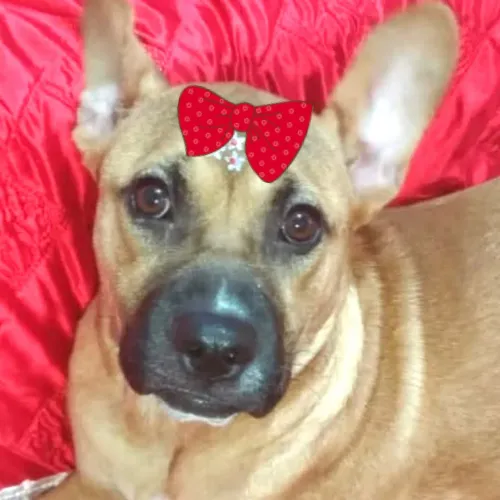 Linda Amora para adoção