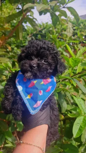 Poodle lindo bem pretinho, também temos fêmeas