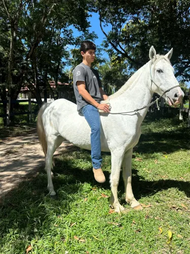 Cavalo macha picada castrado