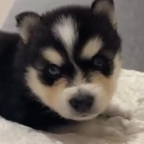 Filhotes de Husky Siberiano | Fofura que faz sorrir sem querer.