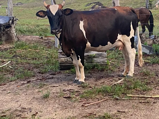 Vaca leiteira 