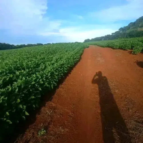 Fazenda dupla aptidão em Uberlândia 