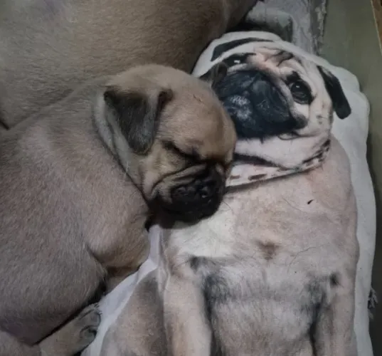 Lindos Filhotes de Pug com Pedigree 