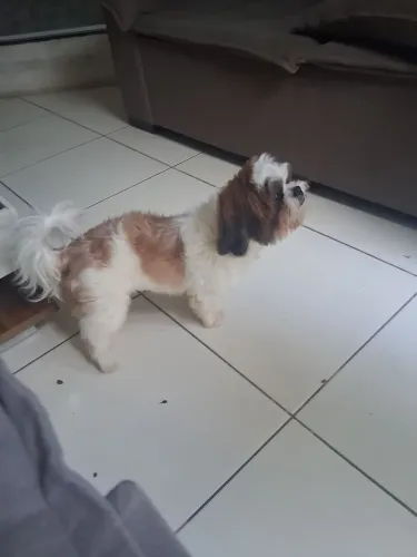 Shitzu