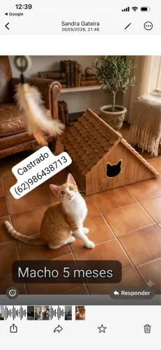 Gato castrado lindo e meigo