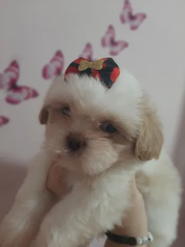 Bebês Shih Tzu Padrão da Raça
