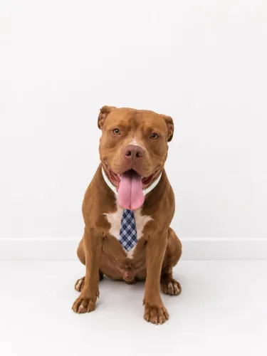 Pitbull para adoção responsável 