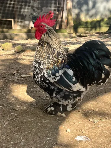 Mini cochin