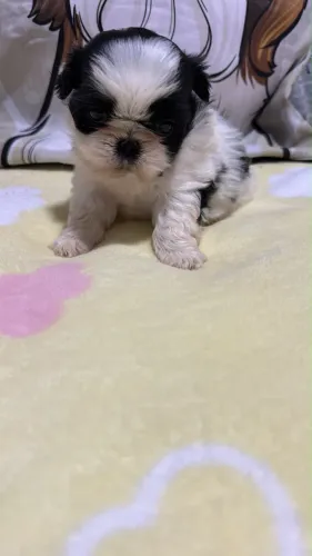 Fêmea de shih tzu micro!