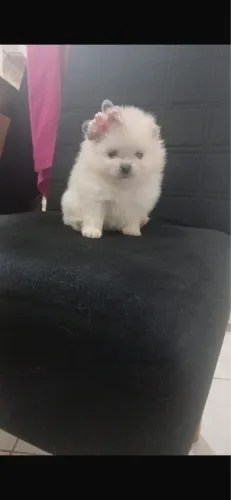Lulu anao com 48 dias vermifugado 