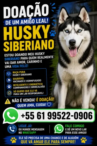 DOAÇÃO DE HUSKY