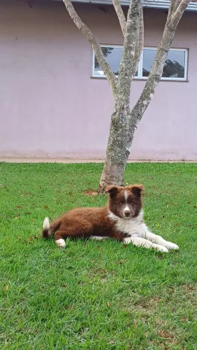 Border Collie