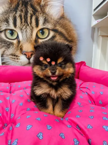 Lulu da pomerania fêmea