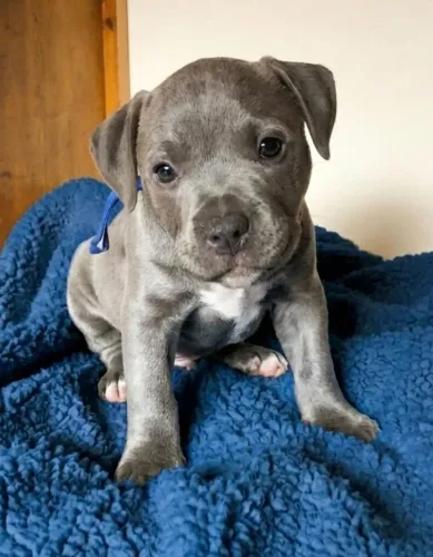 Filhote de American Bully | nascidos 13/06