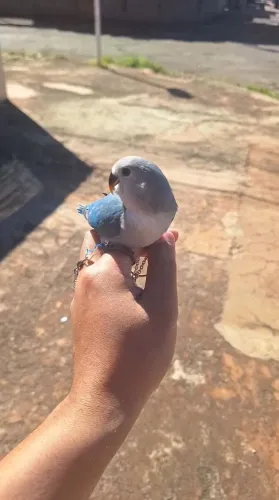 Disponível