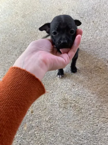 Vende-se PINSCHER 