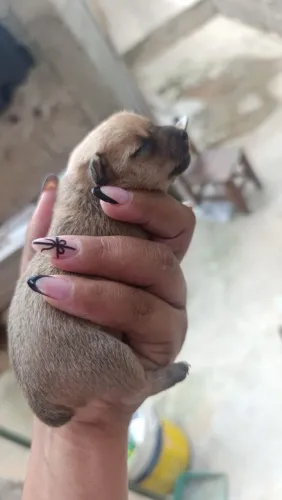 Vendendo filhotes de cachorro pinscher número 1