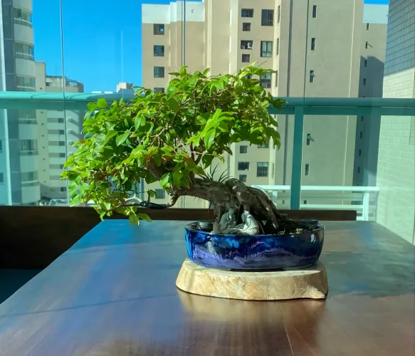 Bonsai de Jabuticaba Sabará