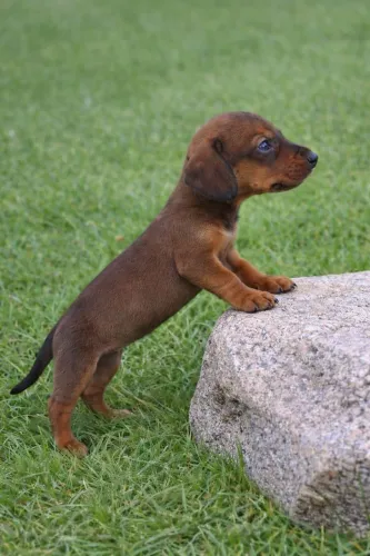 Femea de linguicinha mini 