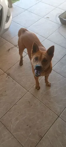 Doa-se Cachorrinha !!!