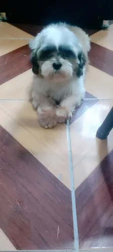 Vende se shitzu macho