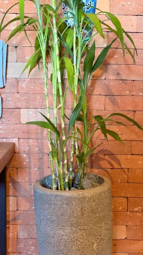 Vaso decorativo com planta - estilo rústico/industrial
