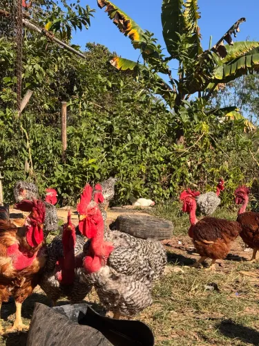 Galos caipiras