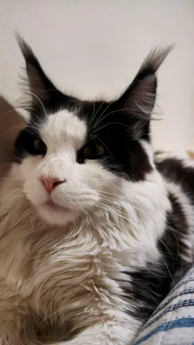 Filhote gato gigante disponível