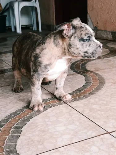 Filhote macho American Bully