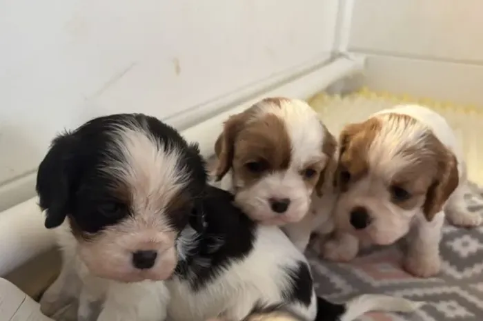 Encatadores filhotes de Cavalier