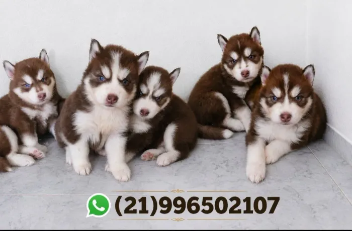 Husky macho 2 meses