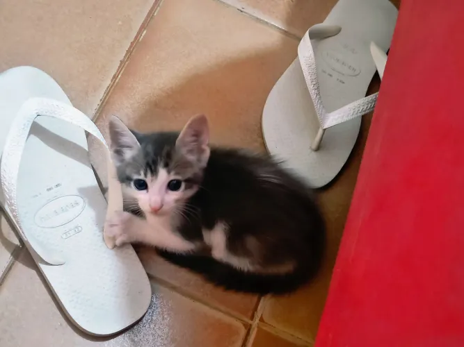 Doando gatinho 2 meses