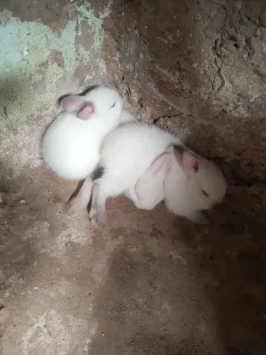 Vende-se coelhos