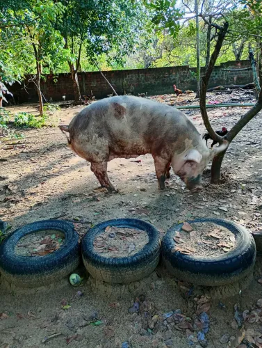 Par de porcas: saudáveis e bem cuidadas.