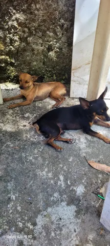 Casal de pincher