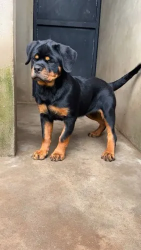 Filhote Rottweiler 2 messes 