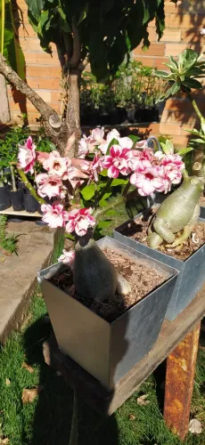 Rosa do deserto 