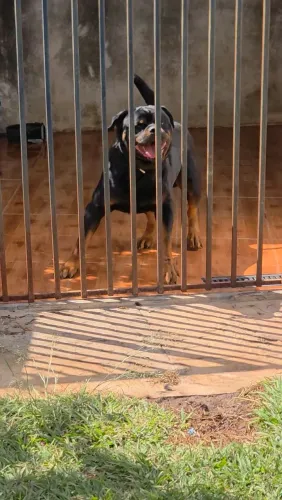 Filhotes com Pedigree