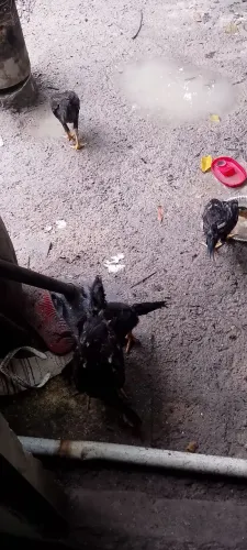 Troco frango por franga