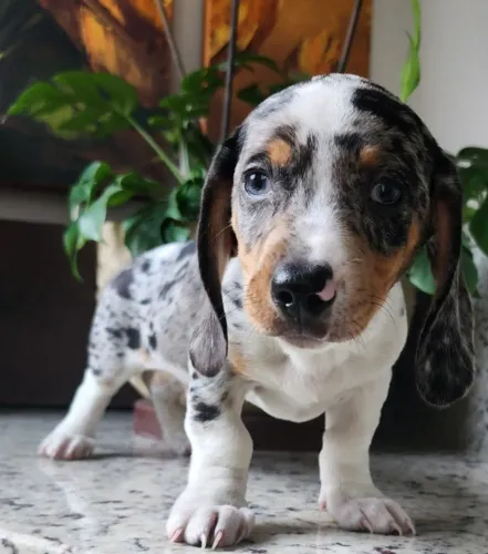 Simplesmente Maravilhosos!! Basset Com Pedigree.