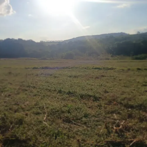 Plantar café ,gado ,rico em águas