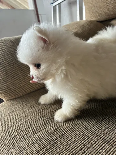 Spitz Alemão anão 