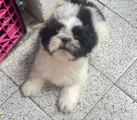 Shihtzu 