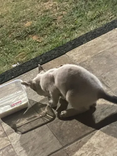 Adoção gato fêmea