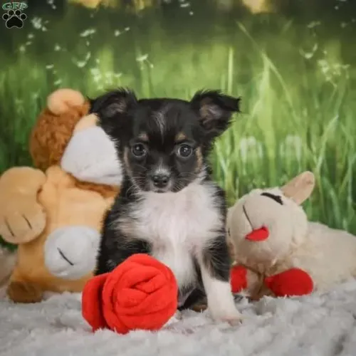 Chihuahua | Pronta entrega, leve hoje mesmo