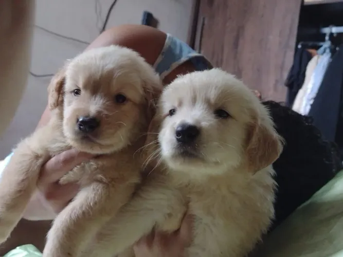 Golden retriver