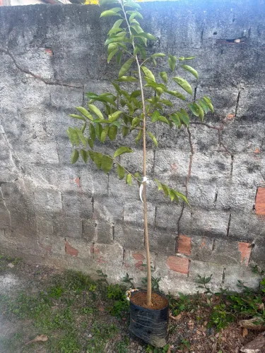 Muda de graviola enxerto