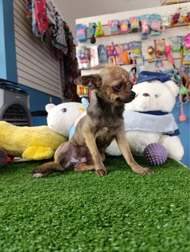 Chihuahua fêmea com 3 dose de vacinas $4,900,00